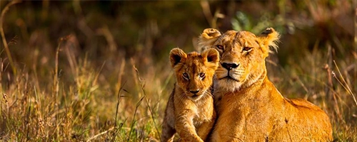 Maasai Mara Safari packages